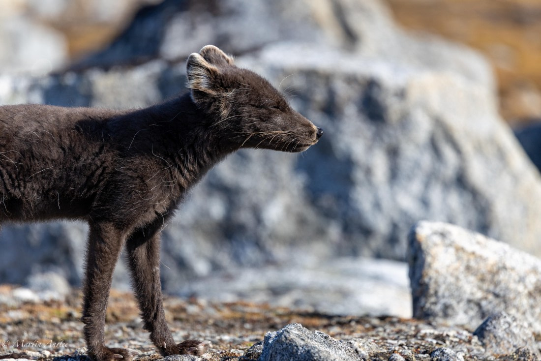 OTL05-25, Day 3, Fox (6) © Martin Anstee - Oceanwide Expeditions.jpg