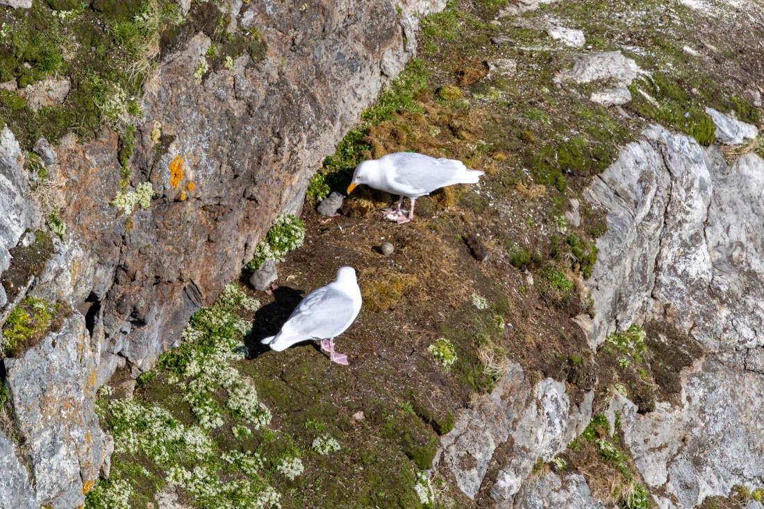 OTL05-25, Day 3, Glaucus Gulls © Martin Anstee - Oceanwide Expeditions.jpg
