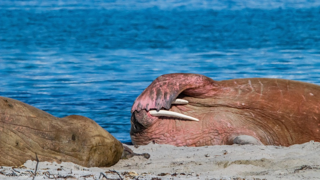 OTL05-25, Day 3, IMG_9116 © Koen Jongerling - Oceanwide Expeditions.jpg