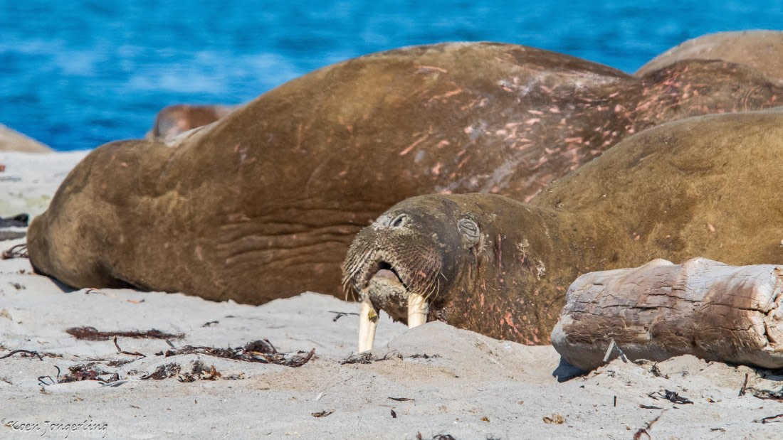 OTL05-25, Day 3, IMG_9118 © Koen Jongerling - Oceanwide Expeditions.jpg