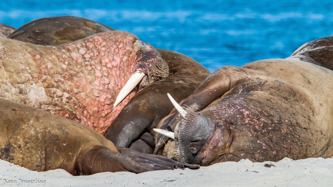 OTL05-25, Day 3, IMG_9120 © Koen Jongerling - Oceanwide Expeditions.jpg