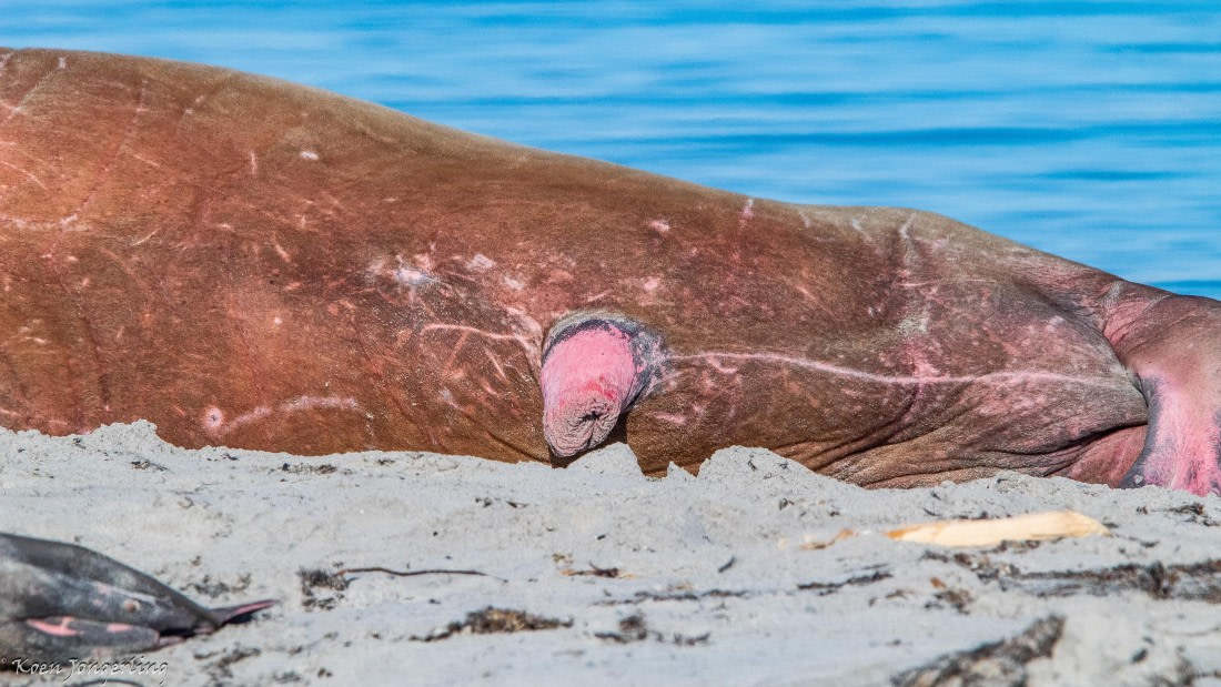 OTL05-25, Day 3, IMG_9132 © Koen Jongerling - Oceanwide Expeditions.jpg