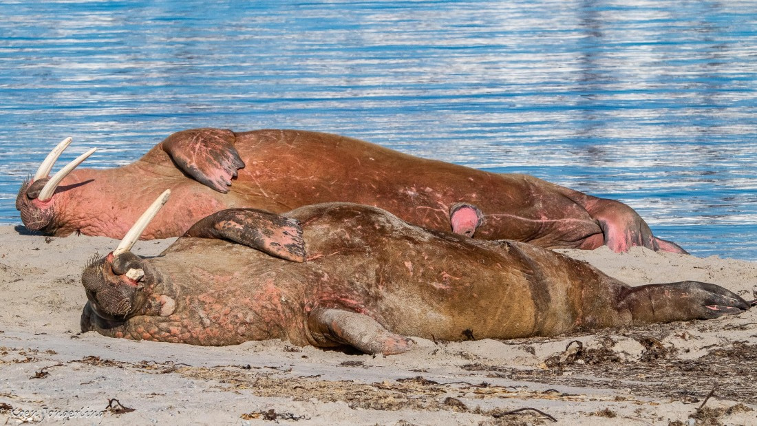 OTL05-25, Day 3, IMG_9140 © Koen Jongerling - Oceanwide Expeditions.jpg