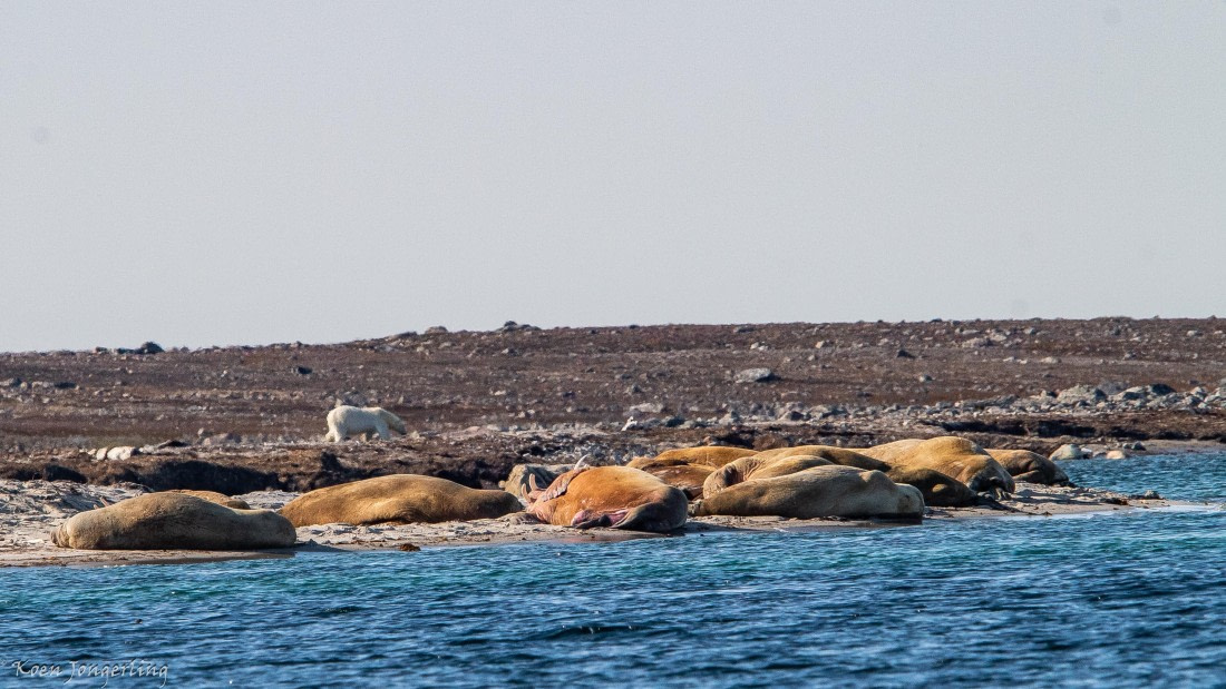 OTL05-25, Day 3, IMG_9169 © Koen Jongerling - Oceanwide Expeditions.jpg