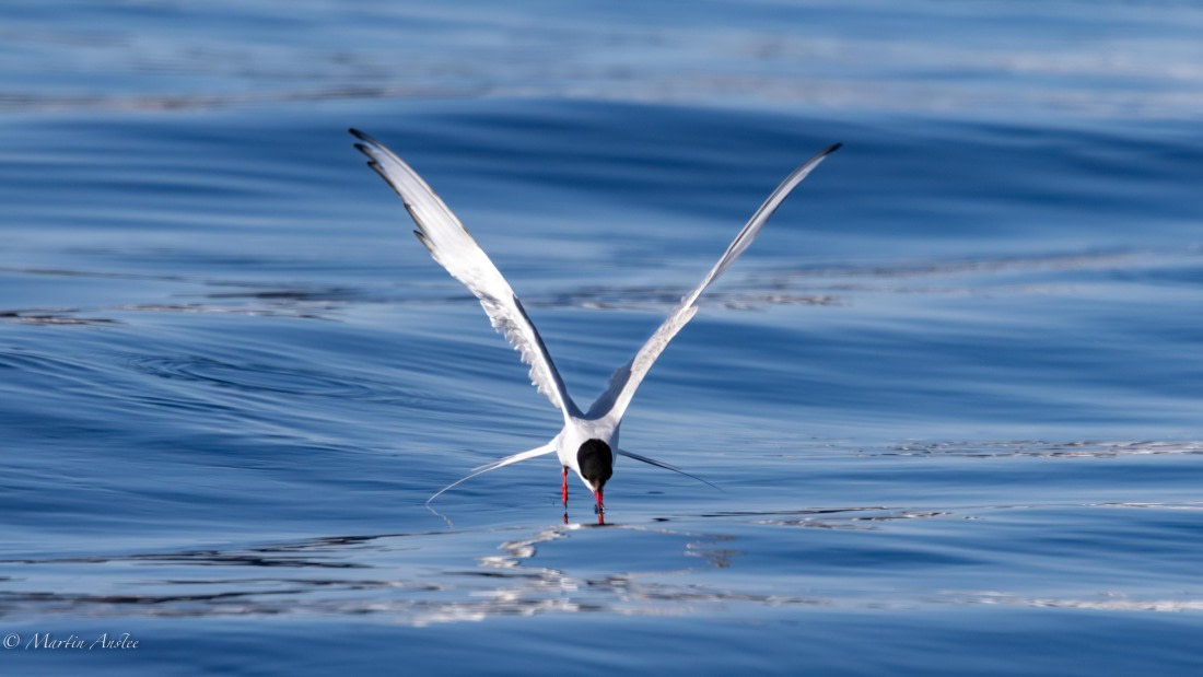 OTL05-25, Day 3, Tern (2) © Martin Anstee - Oceanwide Expeditions.jpg