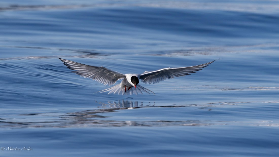 OTL05-25, Day 3, Tern © Martin Anstee - Oceanwide Expeditions.jpg