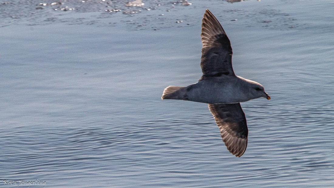 OTL05-25, Day 4, IMG_9183 © Koen Jongerling - Oceanwide Expeditions.jpg