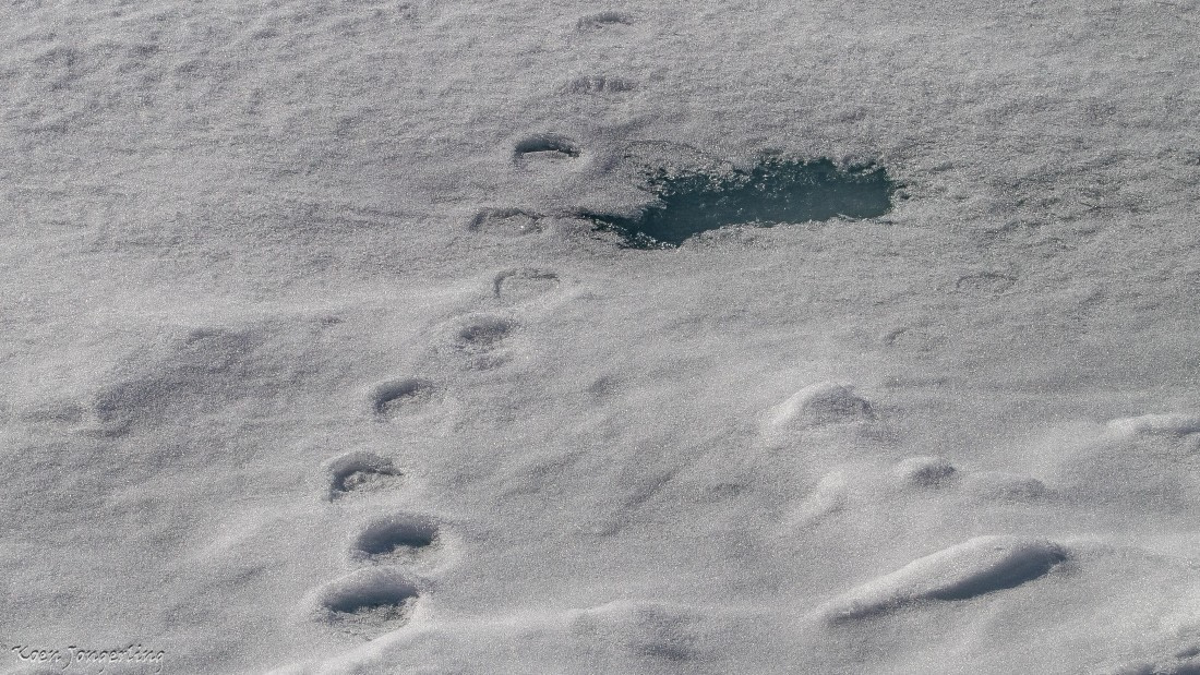 OTL05-25, Day 4, IMG_9209 © Koen Jongerling - Oceanwide Expeditions.jpg