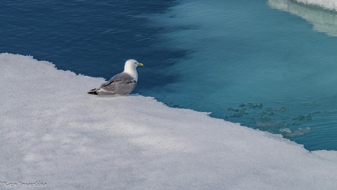 OTL05-25, Day 4, IMG_9219 © Koen Jongerling - Oceanwide Expeditions.jpg