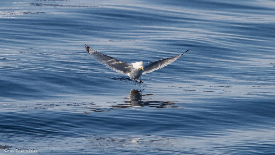 OTL05-25, Day 4, IMG_9229 © Koen Jongerling - Oceanwide Expeditions.jpg