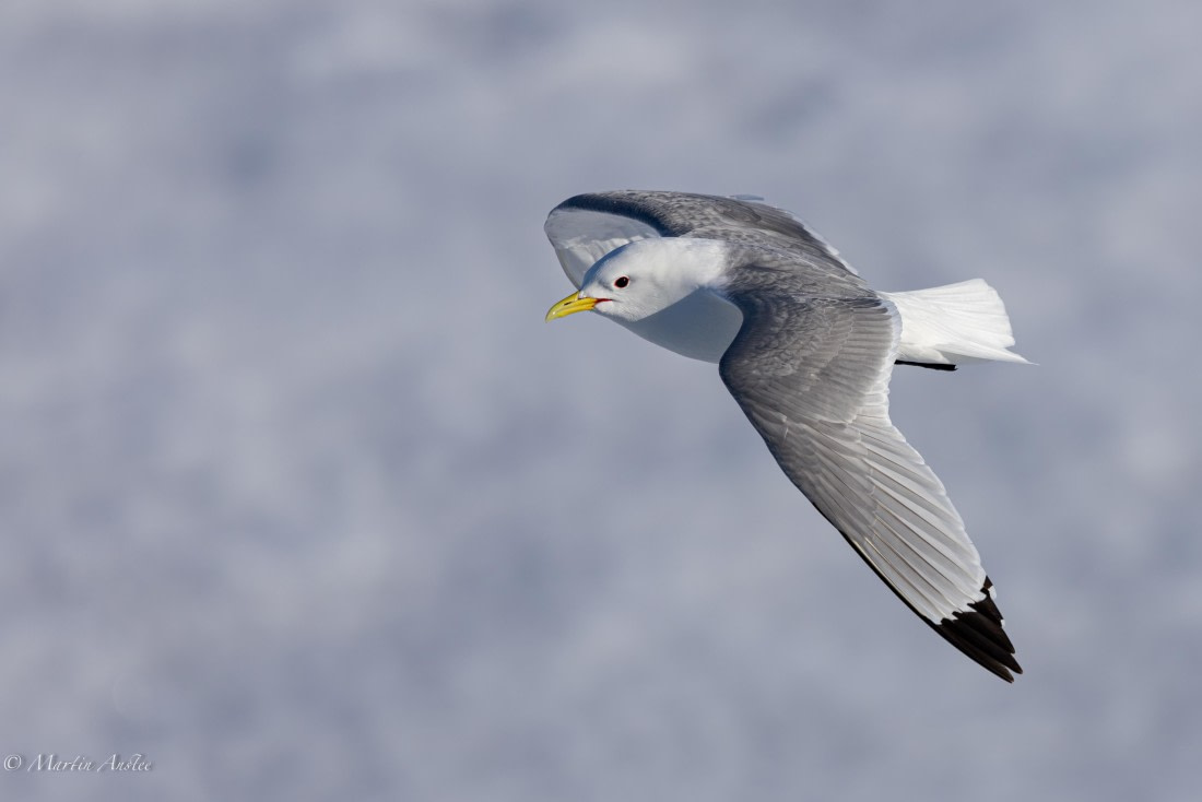 OTL05-25, Day 4, Kittiwake (1) © Martin Anstee - Oceanwide Expeditions.jpg