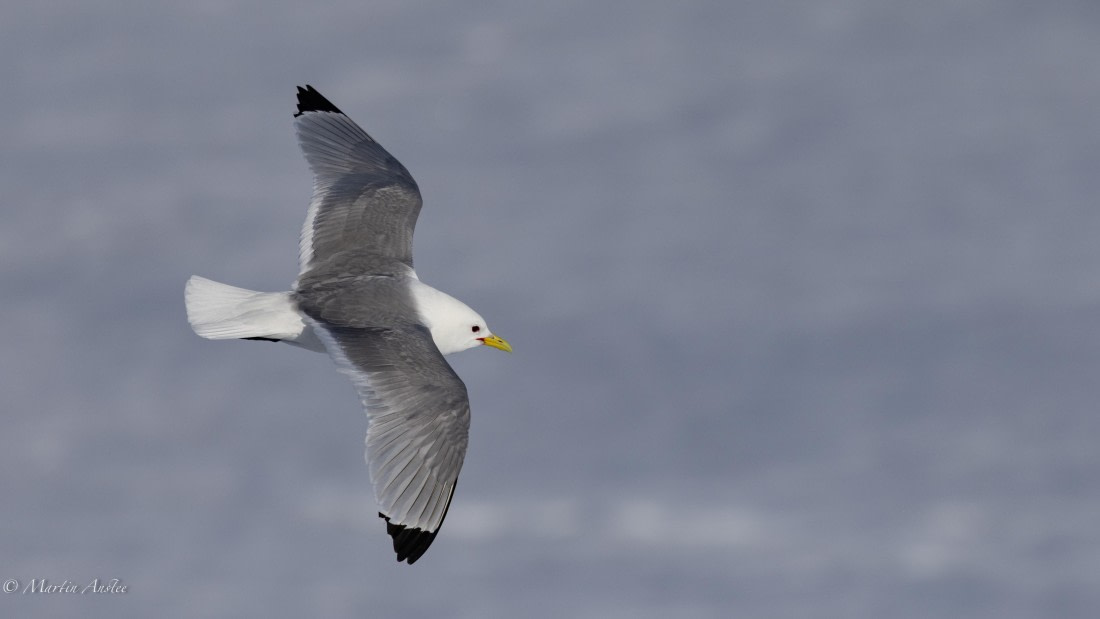 OTL05-25, Day 4, Kittiwake (2) © Martin Anstee - Oceanwide Expeditions.jpg