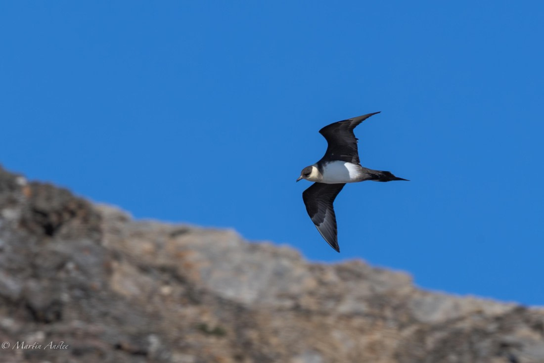 OTL05-25, Day 5, Arctic skua © Martin Anstee - Oceanwide Expeditions.jpg
