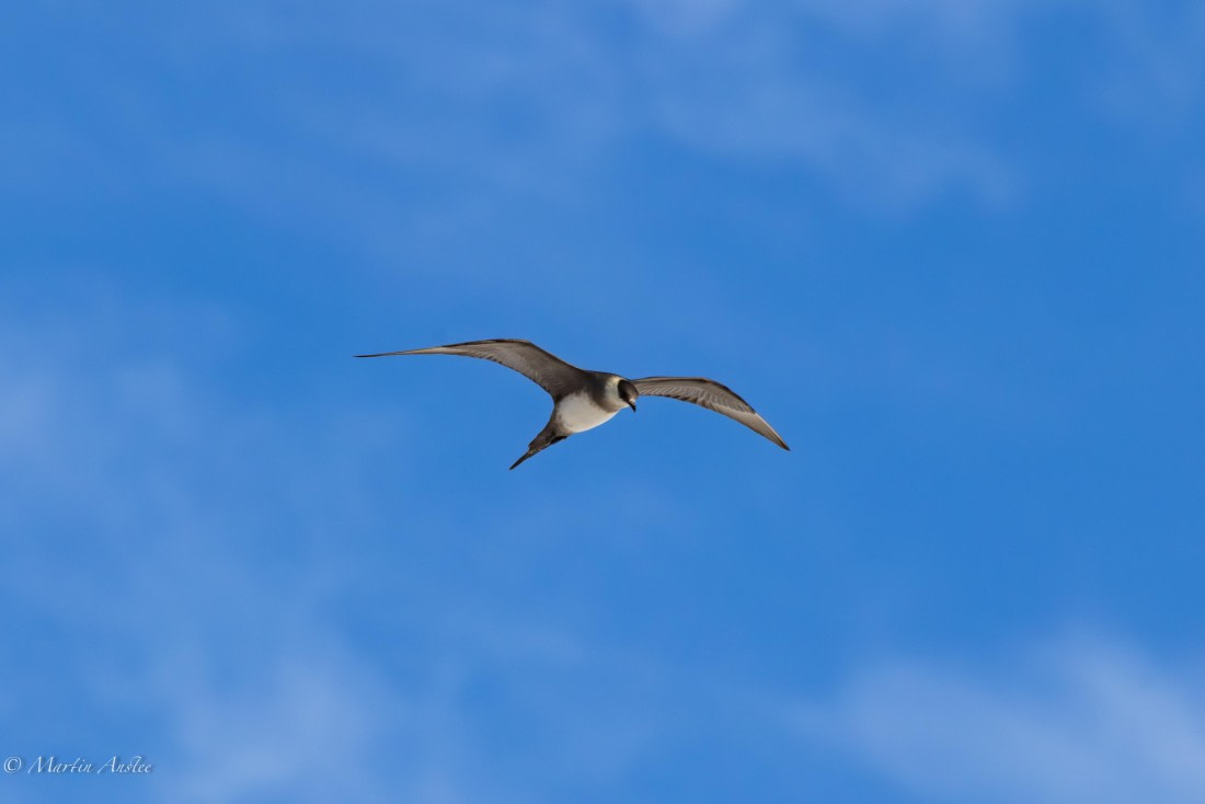 OTL05-25, Day 5, Arctic skua 2 © Martin Anstee - Oceanwide Expeditions.jpg