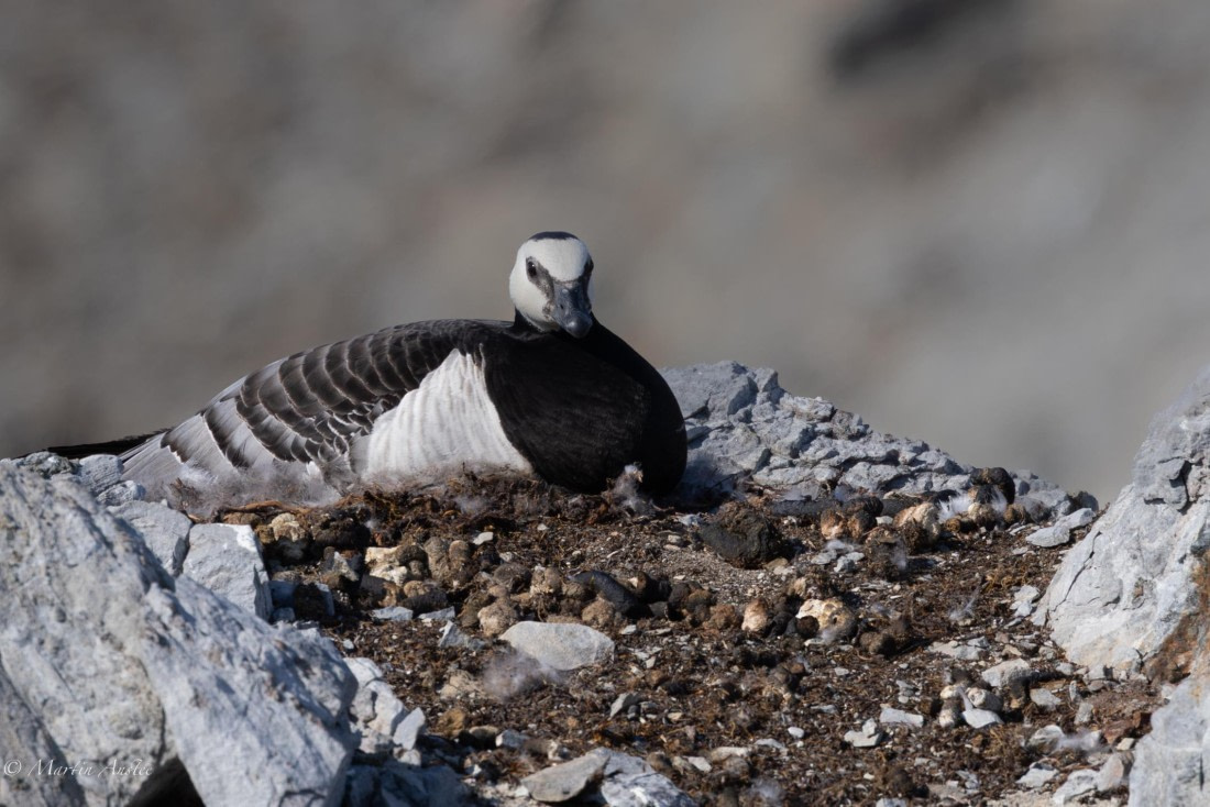 OTL05-25, Day 5, Barnacle goose © Martin Anstee - Oceanwide Expeditions.jpg