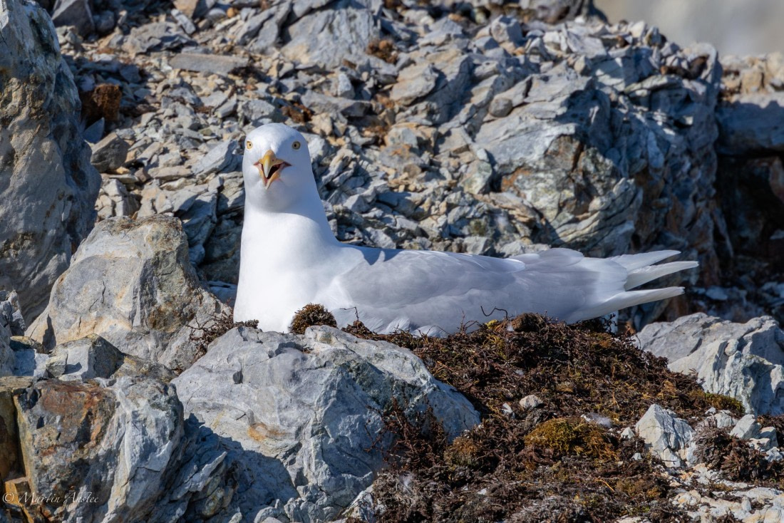 OTL05-25, Day 5, Glaucus gull (1) © Martin Anstee - Oceanwide Expeditions.jpg