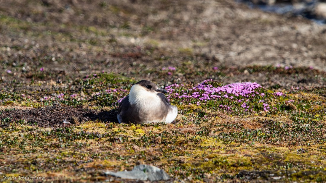 OTL05-25, Day 5, IMG_9246 © Koen Jongerling - Oceanwide Expeditions.jpg