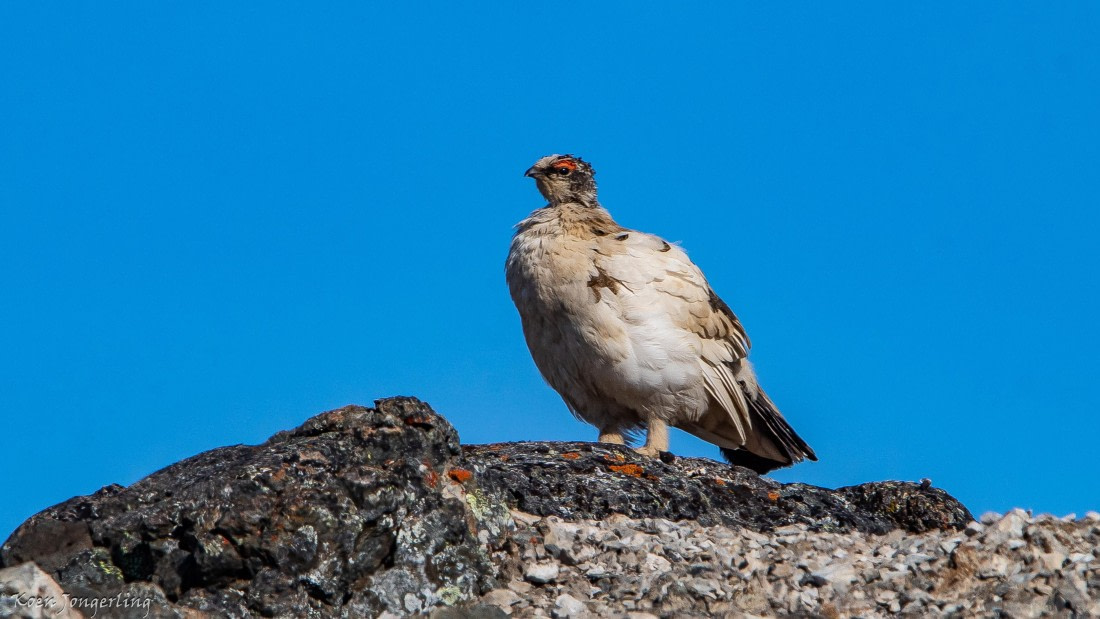 OTL05-25, Day 5, IMG_9254 © Koen Jongerling - Oceanwide Expeditions.jpg