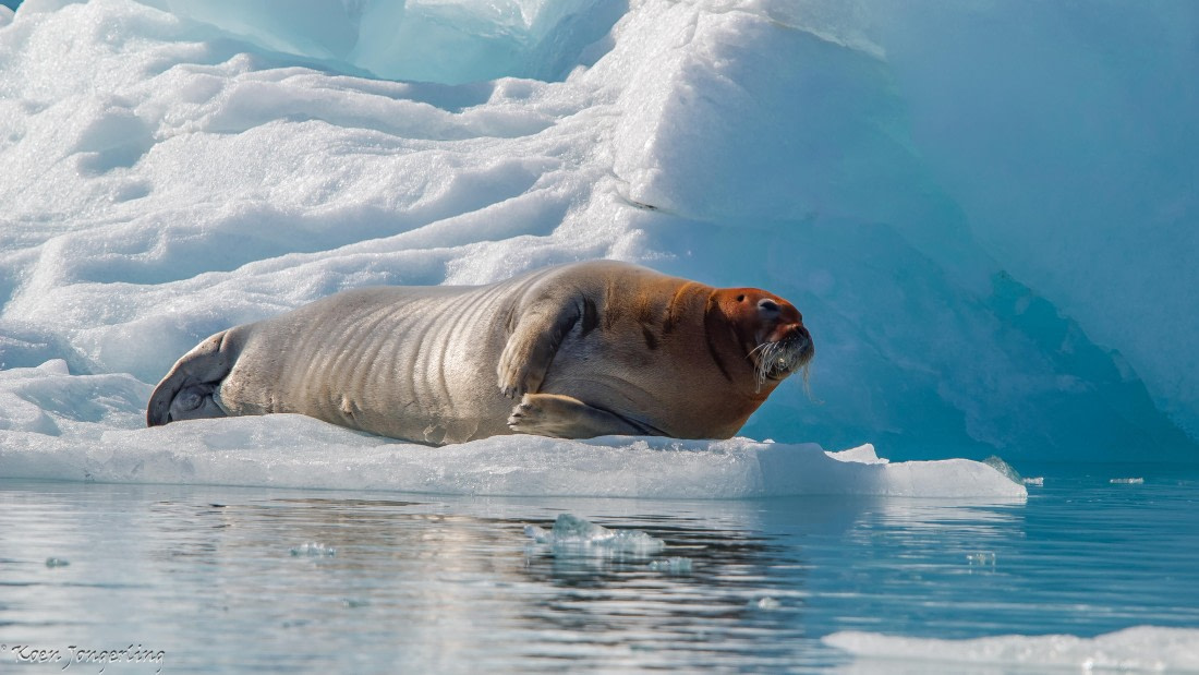 OTL05-25, Day 5, IMG_9307 © Koen Jongerling - Oceanwide Expeditions.jpg