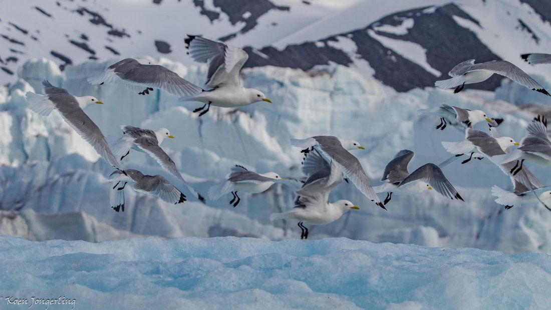 OTL05-25, Day 5, IMG_9341 © Koen Jongerling - Oceanwide Expeditions.jpg