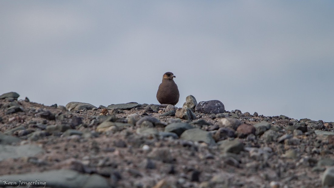 OTL05-25, Day 5, IMG_9357 © Koen Jongerling - Oceanwide Expeditions.jpg