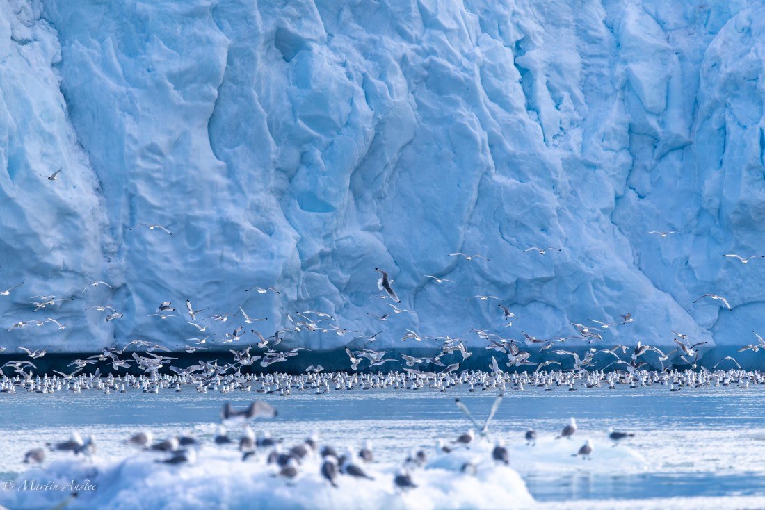 OTL05-25, Day 5, Kittiwakes © Martin Anstee - Oceanwide Expeditions.jpg