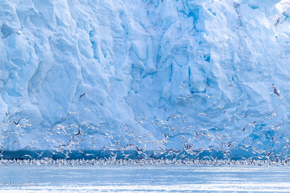 OTL05-25, Day 5, Kittiwakes 2 © Martin Anstee - Oceanwide Expeditions.jpg