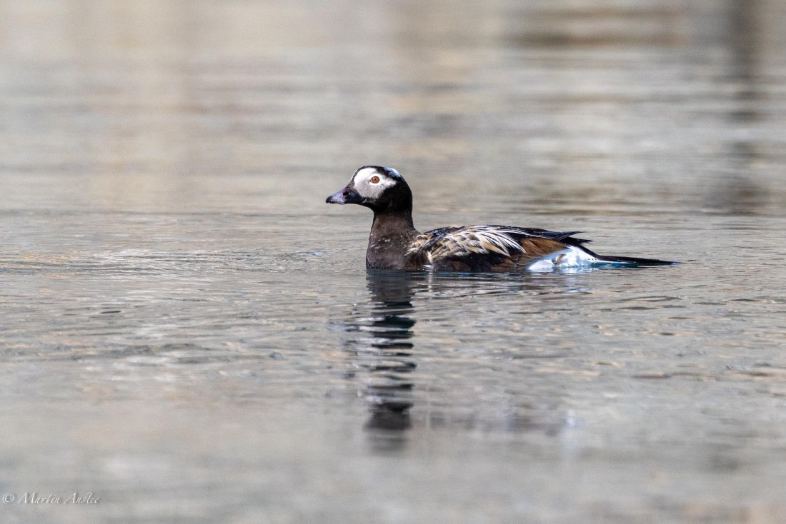 OTL05-25, Day 5, Long tailed duck © Martin Anstee - Oceanwide Expeditions.jpg