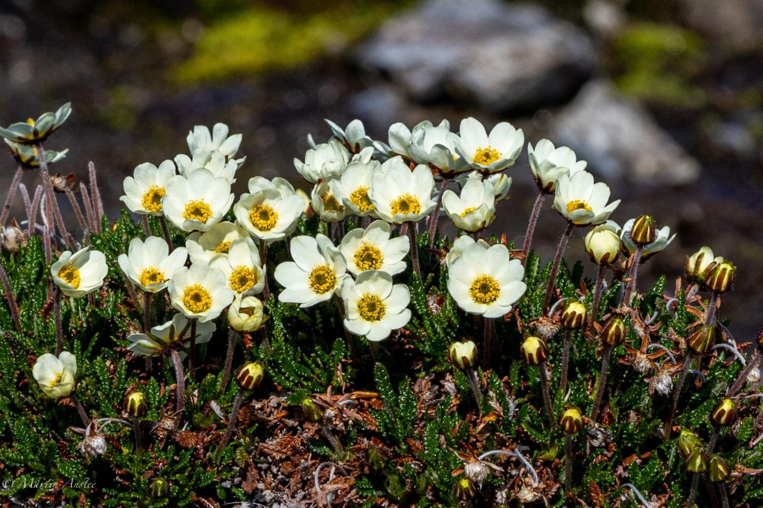 OTL05-25, Day 5, Mountain avens © Martin Anstee - Oceanwide Expeditions.jpg