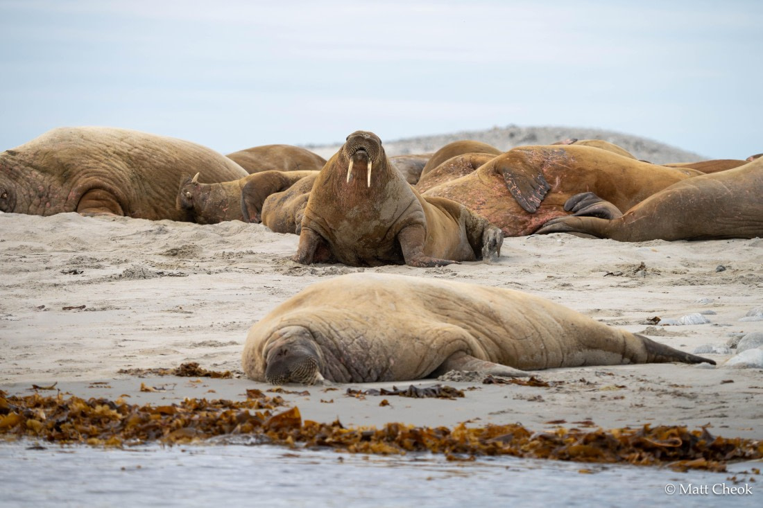 OTL05-25, Day 6, Matt Cheok - Gullybukta © Matt Cheok - Oceanwide Expeditions.jpg
