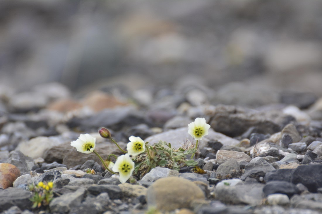 OTL05-25, Day 7, _DSC1034 © Unknown photographer - Oceanwide Expeditions.JPG