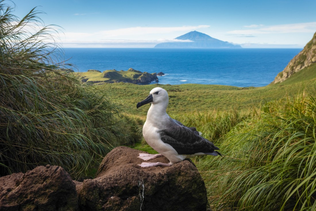 Nightingale Island, MG_5702 © Augusto Gomes - Oceanwide Expeditions.jpg
