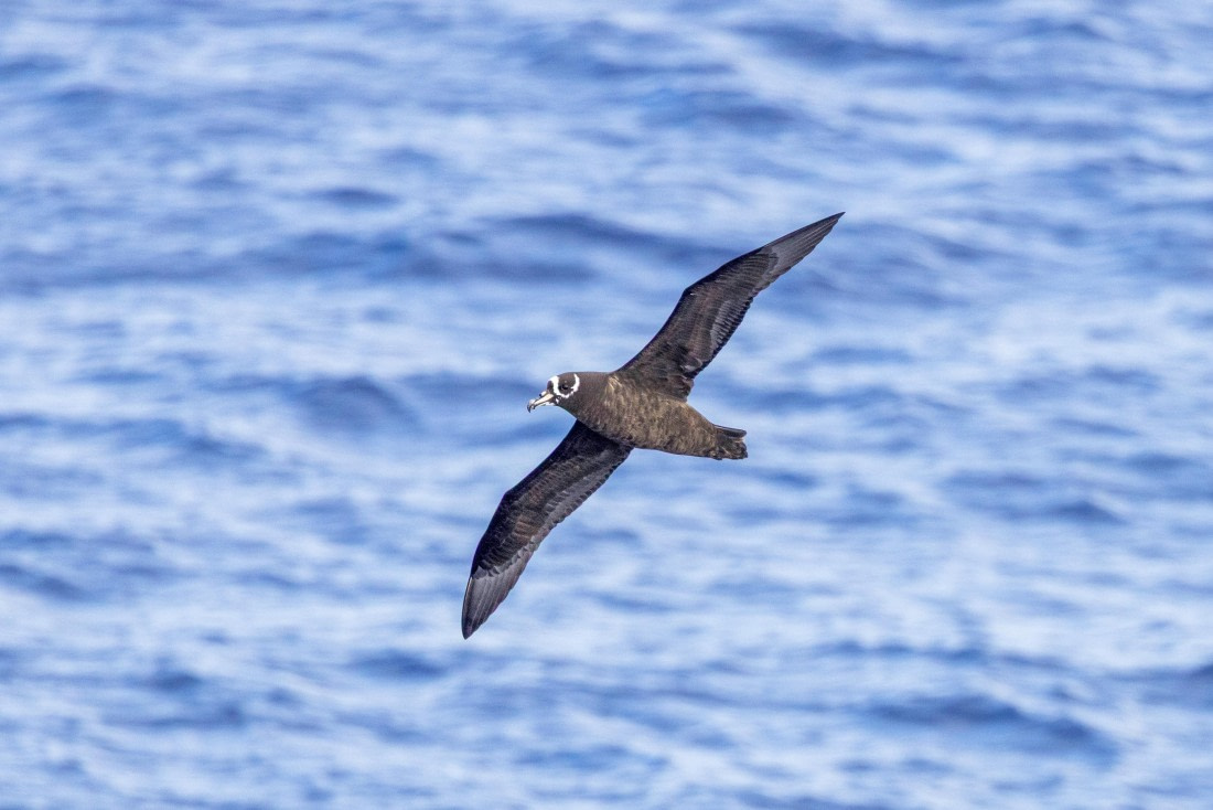 Sea Days, MG_7570 © Augusto Gomes - Oceanwide Expeditions.jpg
