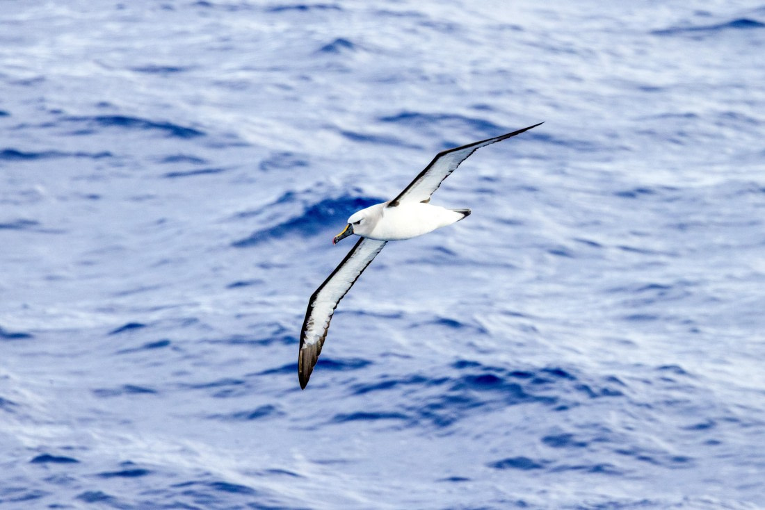Sea Days, MG_7619 © Augusto Gomes - Oceanwide Expeditions.jpg