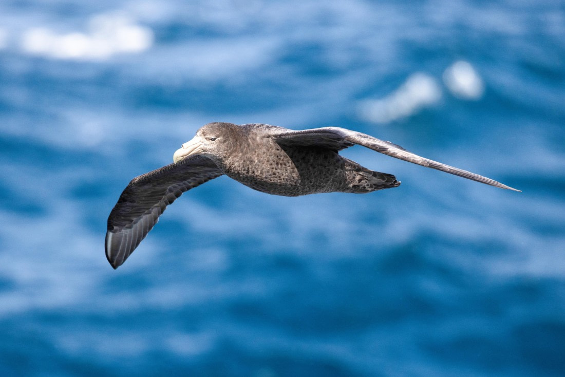 Gough Island, MG_4464 © Augusto Gomes - Oceanwide Expeditions.jpg