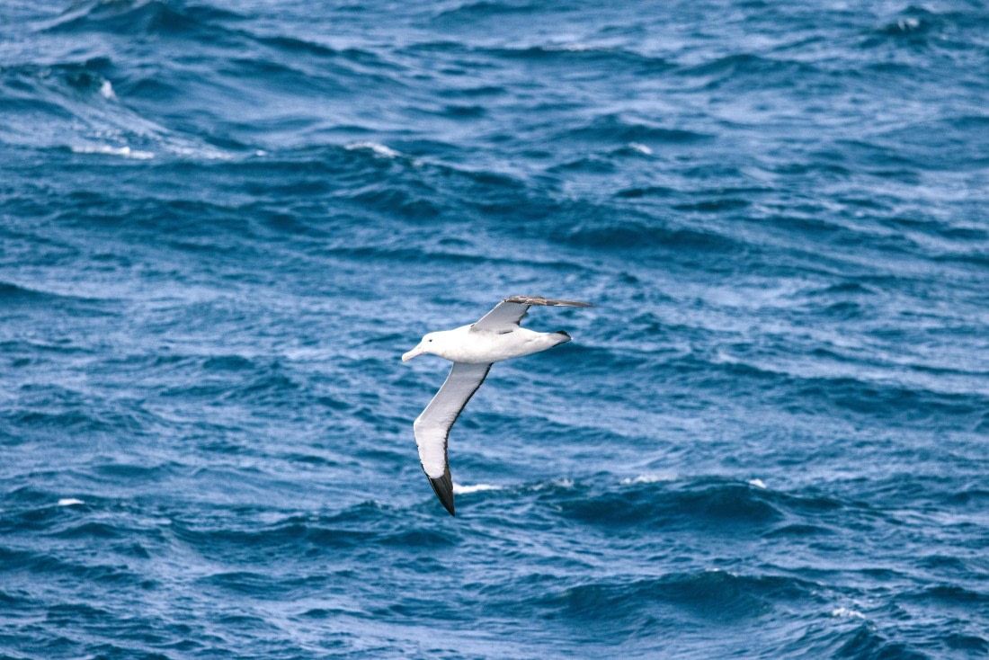 Gough Island, MG_4572 © Augusto Gomes - Oceanwide Expeditions.jpg