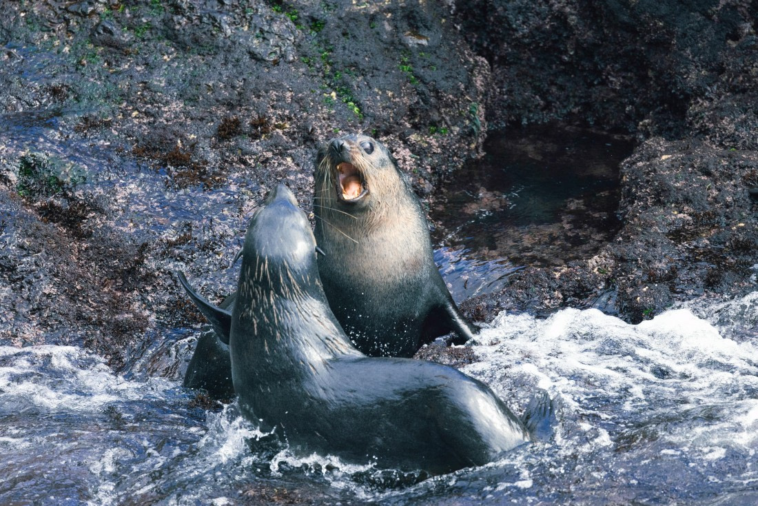 Nightingale Island, MG_5282 © Augusto Gomes - Oceanwide Expeditions.jpg