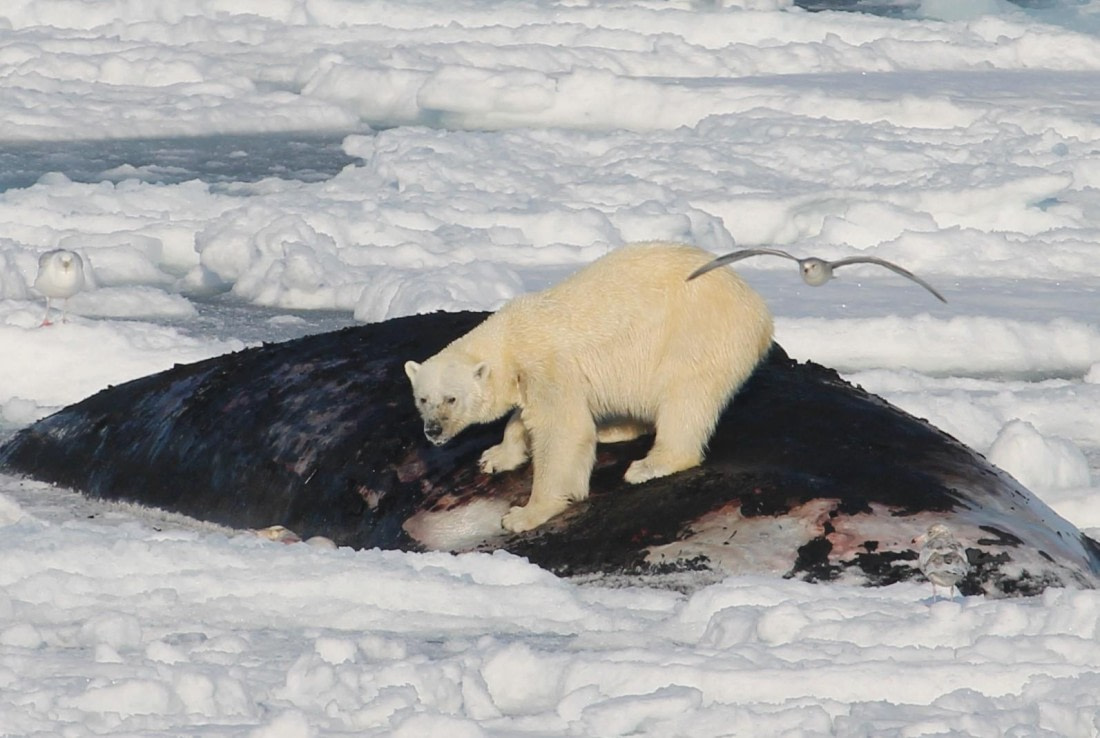 HDS05-25, Day 4, Polar bear carcass © Unknown photographer - Oceanwide Expeditions.JPG