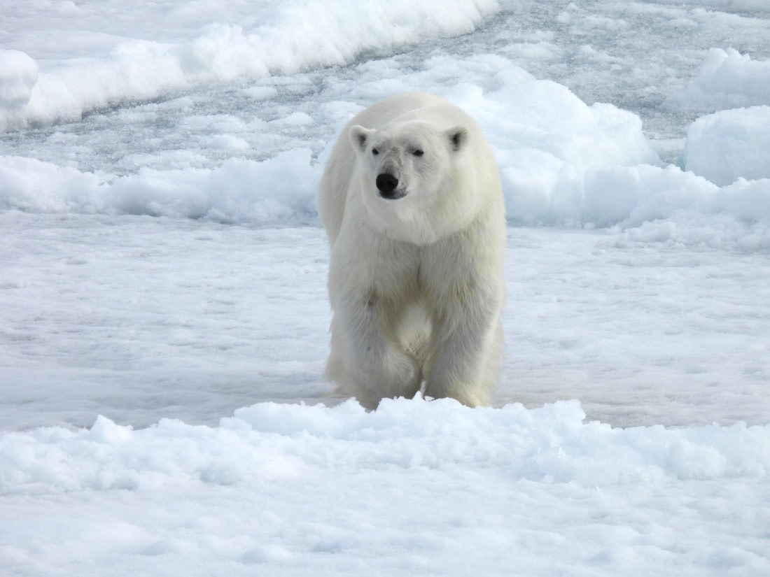 HDS05-25, Day 5, Polar Bear © Unknown photographer - Oceanwide Expeditions.JPG