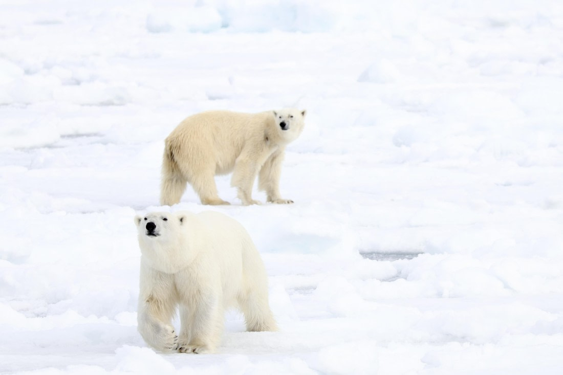 HDS05-25, Day 5, polar bears © Unknown photographer - Oceanwide Expeditions.jpg
