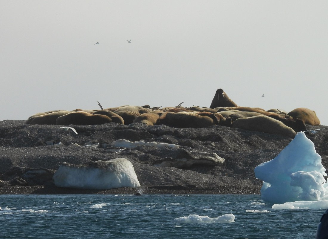 HDS05-25, Day 6, torellneset © Unknown photographer - Oceanwide Expeditions.JPG