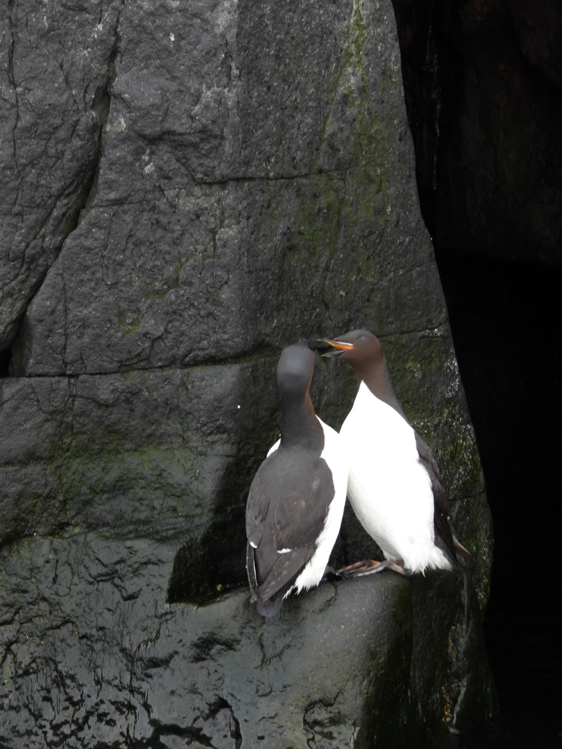 HDS05-25, Day 7, Guillemot © Unknown photographer - Oceanwide Expeditions.JPG