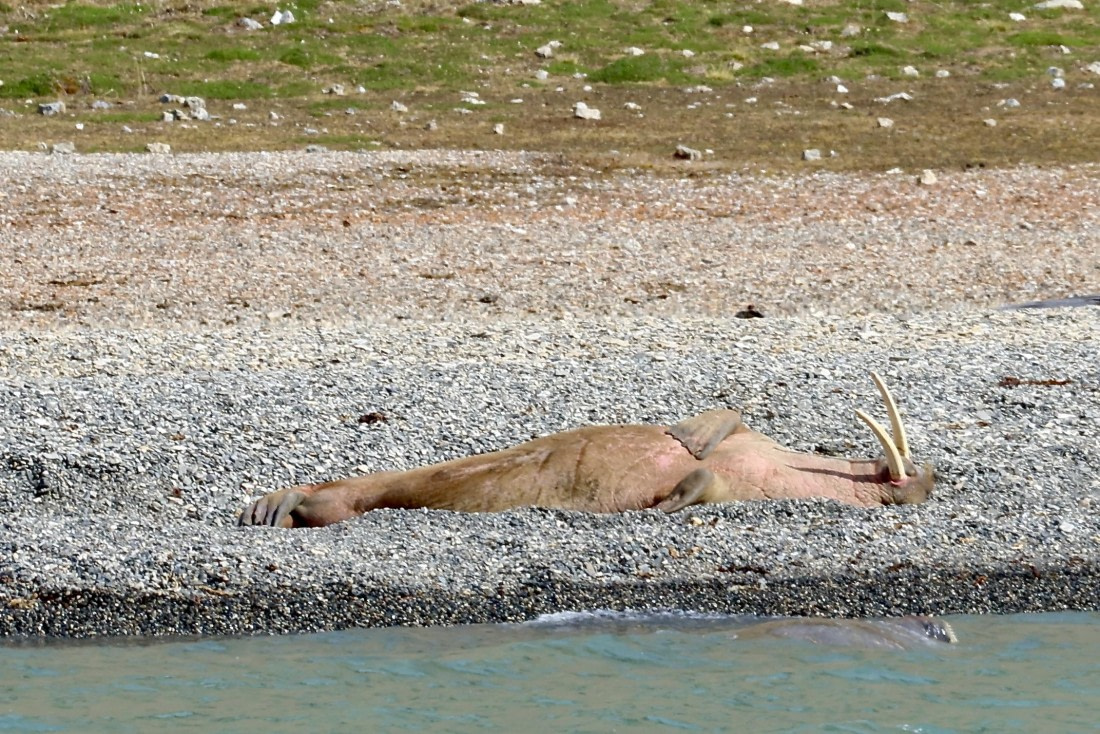 Walrus sunbathing on the beach, one in the water