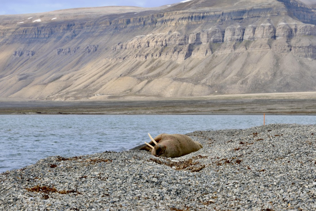 Walrus on the beach at Skansbukte bay, Billefjord
