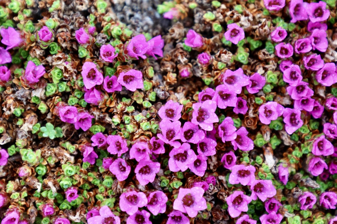 Purple Saxifrage, Hornsund, Treskelen, 8 July 2025 Plancius