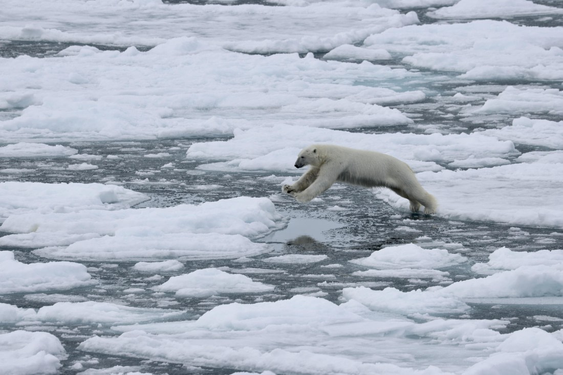 Polar bear on top of Sperm whale carcas, July 5, 2025, Plancius