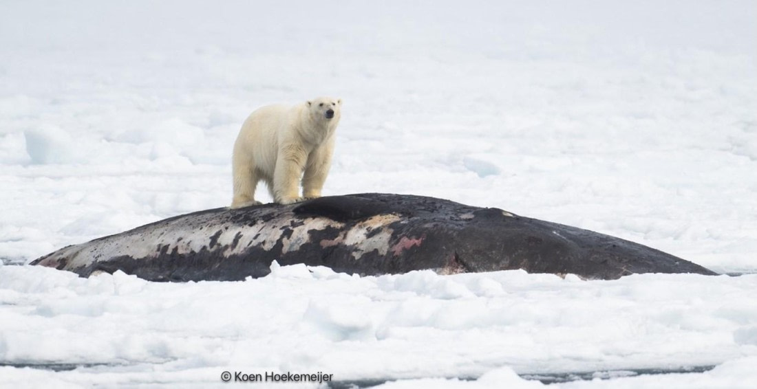 PLA06-25, Day 5, Polar bear with carcass © Koen Hoekemeijer - Oceanwide Expeditions.jpg
