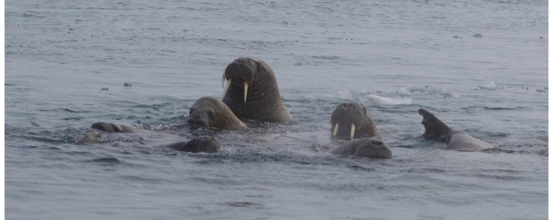 PLA06-25, Day 6, Walrus © Unknown photographer - Oceanwide Expeditions.jpg
