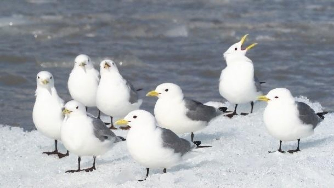 PLA06-25, Day 3, Kittiwakes © Unknown photographer - Oceanwide Expeditions.jpg
