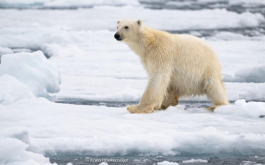 PLA06-25, Day 5, Polar bear © Koen Hoekemeijer - Oceanwide Expeditions.jpg